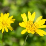Fleurs jaune